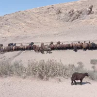 یک راس بز جوان