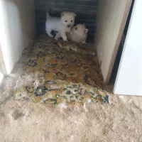 فیندو سرابی