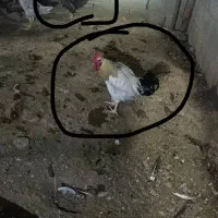4 خروس