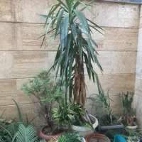 گل و گیاه تزیینی و زینتی|گل و گیاه طبیعی|رشت, شالکو|دیوار