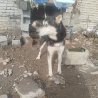 هاسکی|سگ|مشهد, شهرک صنعتی مشهد|دیوار