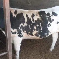 ‌گوساله‌نر‌‌کشتاری‌‌قهدریجان