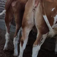 فروش تلیسه گوشتی