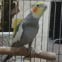 عروس هلندی نر سخنگو