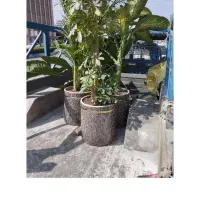 هرس کردن درخت ودرخچه وکاشت گل وگیاه و...