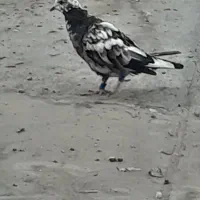 این جوجه گم کردم مژدگانی