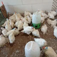 حیوانات مزرعه|حیوانات مزرعه|قیامدشت - خاورشهر, |دیوار