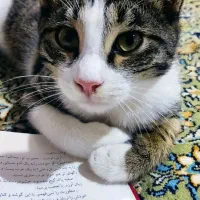 واگذاری گربه نر