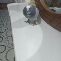 گو عرب شکار  فروشی قیمت 800|پرنده|بناب, |دیوار