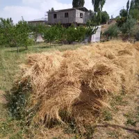 فروش علوفه (یونجه)