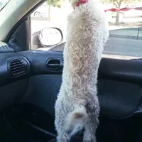 سگ شیتزو|سگ|سیرجان, |دیوار