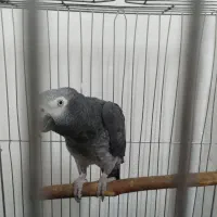 کاسکو دم قهوه ای