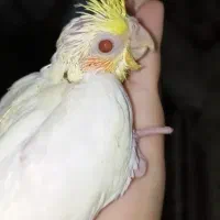 گمشده