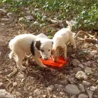 توله سگ دورگه