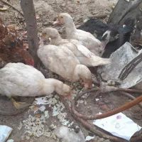 جوجه اردک خارجی|حیوانات مزرعه|صادق آباد, |دیوار