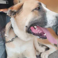 سگ نر خراسانی اصل