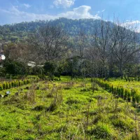 نجارده /۳۰۰ متر زمین/ مسکونی/سند تک برگ/رو به جنگل