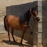اسب مادیون