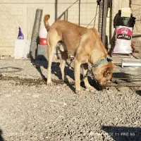 سگ سرابی نر|سگ|قم, چهل درخت‎|دیوار