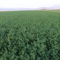 دانه یونجه علائ درجه یک یک 80کیلو