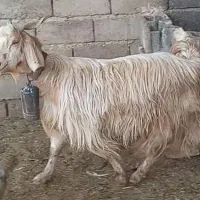 ۳راس سالار بز و کولار بز آبستن سانن و دورگ ترکی|حیوانات مزرعه|شیراز, ارم|دیوار