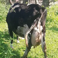 یک راس گاو شیرده هلشتاین با گوساله نر دو ماهه|حیوانات مزرعه|چمستان, |دیوار