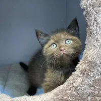 گربه بریتیش ماده چاکلت رنگ