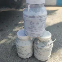 خرما هلیله تازه|خوردنی و آشامیدنی|ایرانشهر, |دیوار