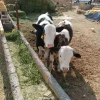 گوساله|حیوانات مزرعه|معصومیه, |دیوار