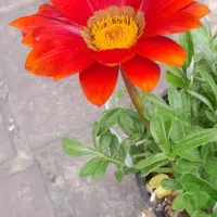 فروش و کاشت انواع گلهای باغچه ای آپارتمانی