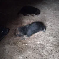 واگذاری توله ژرمن