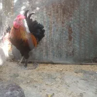 خروس محلی جوان دیلگونی پاپر|حیوانات مزرعه|دهدشت, |دیوار