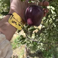 پخش‌ و تولید نهال سیب جرومین|خدمات باغبانی و درختکاری|هشتگرد, شهرک راه آهن|دیوار