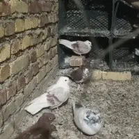 یک جفت کبوتر دوکت