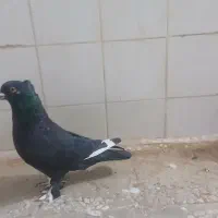 پرنده|حراج|قم, ناصردیوان|دیوار