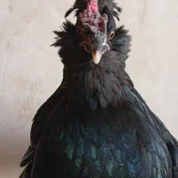 مرغ و خروس گلین