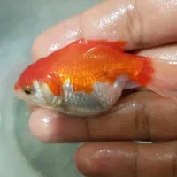 ماهی گلدفیش تاج دار خوشکل