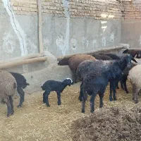 55راس گوسفند،میش بره دار،بره نر و ماده،فروش فوری|حیوانات مزرعه|تاکستان, |دیوار