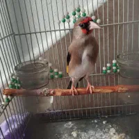 سهره کرمانی عطیقه