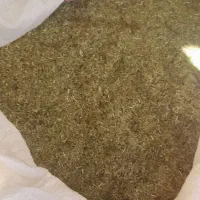 فروش کاه ماشک امسال