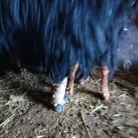 ساورین|حیوانات مزرعه|سیوان, |دیوار