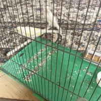 پرنده قناری