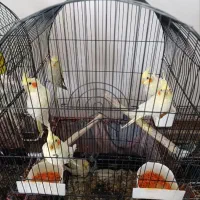 عروس هلندی
