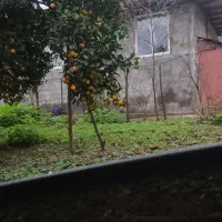 پرتقال و نارنج محلی تهران