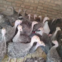 جوجه بوقلمون دو ماه نیم