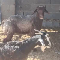 تعدادی میش جهت برکت