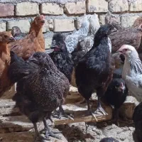 حراج فوری نیمچه مرغ|حیوانات مزرعه|مهریز, |دیوار