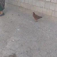 مرغ وخروس محلی|حیوانات مزرعه|شاهین دژ, |دیوار