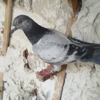 کفتر سار سبز