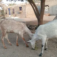دوتا کهره نسل صلاحه دوقلو